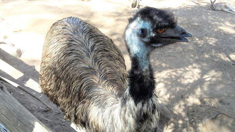 Small-Group Tour From Hobart: Mt Wellington, Bonorong Wildlife Park And Richmond - Accommodation Resorts 18