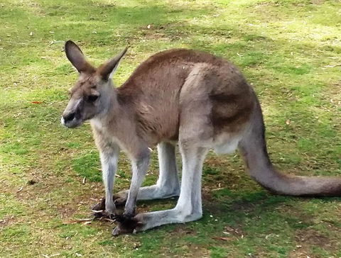 Small-Group Tour From Hobart: Mt Wellington, Bonorong Wildlife Park And Richmond - Accommodation Resorts 17