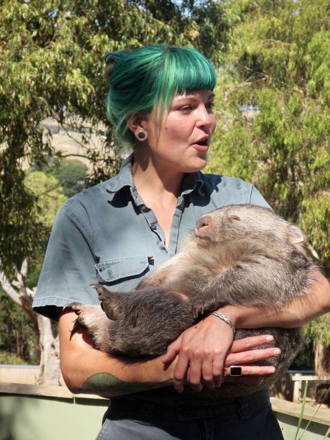 Small-Group Tour From Hobart: Mt Wellington, Bonorong Wildlife Park And Richmond - Accommodation Resorts 8