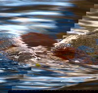 Wild-Platypus 2 hour wildlife tour - Accommodation Resorts