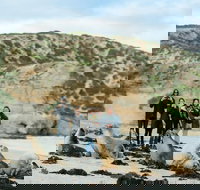 Small-Group Kangaroo Island 4WD Tour from Adelaide