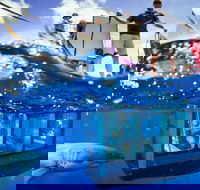 White Shark Tour with Optional Cage Dive from Port Lincoln - Accommodation Resorts