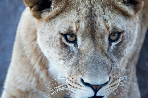 Lions At Bedtime And A Day At Monarto Safari Park - Accommodation Resorts 1