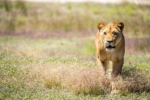 Lions At Bedtime And A Day At Monarto Safari Park - Accommodation Resorts 0