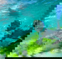 Half-Day Sea Lion Snorkeling Tour from Port Lincoln - Accommodation Resorts