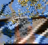 Exceptional Port Lincoln Seafood and Wildlife Tour - Accommodation Resorts