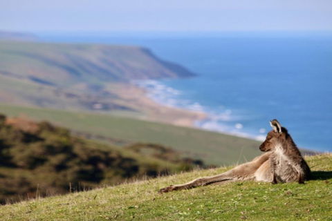 Fleurieu Explorer - Full-Day Tour - Accommodation Resorts 2