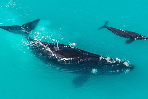 Fleurieu Explorer - Full-Day Tour - Accommodation Resorts 11