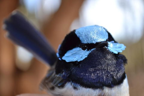 Fleurieu Explorer - Full-Day Tour - Accommodation Resorts 5