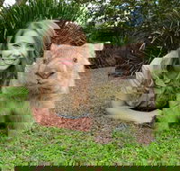 Croc Express to Australia Zoo from Brisbane - Accommodation Resorts