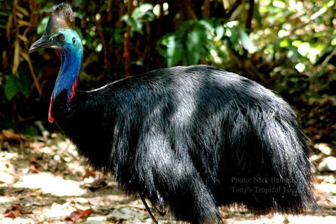 Daintree Rainforest, Cape Tribulation, Mossman Gorge In A Day - Accommodation Resorts 1