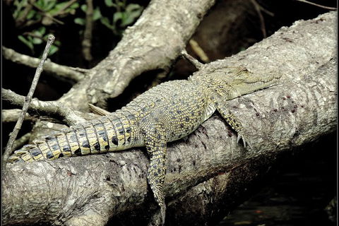 Daintree Rainforest, Cape Tribulation, Mossman Gorge In A Day - Accommodation Resorts 4