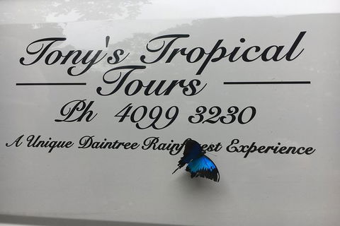 Daintree Rainforest, Cape Tribulation, Mossman Gorge In A Day - Accommodation Resorts 7