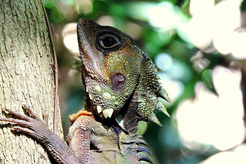 Daintree Rainforest, Cape Tribulation, Mossman Gorge In A Day - Accommodation Resorts 8