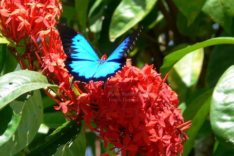 Daintree Rainforest, Cape Tribulation, Mossman Gorge In A Day - Accommodation Resorts 9