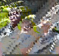 Koala Cuddle Adventure Croc 2 - Accommodation Resorts