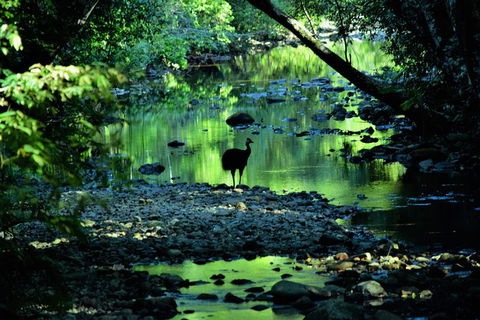 Daintree - Cape Tribulation & Atherton Tablelands Tours From Port Douglas - Accommodation Resorts 1
