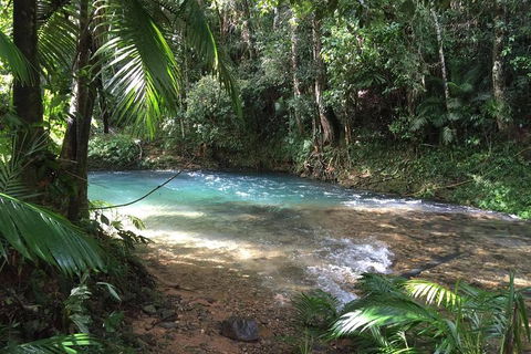 Daintree - Cape Tribulation & Atherton Tablelands Tours From Port Douglas - Accommodation Resorts 5