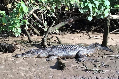 Daintree - Cape Tribulation & Atherton Tablelands Tours From Port Douglas - Accommodation Resorts 24