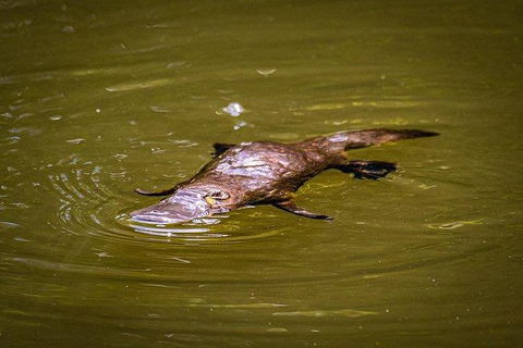 Daintree - Cape Tribulation & Atherton Tablelands Tours From Port Douglas - Accommodation Resorts 27