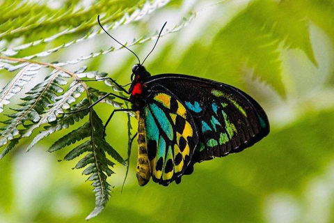 Daintree - Cape Tribulation & Atherton Tablelands Tours From Port Douglas - Accommodation Resorts 19