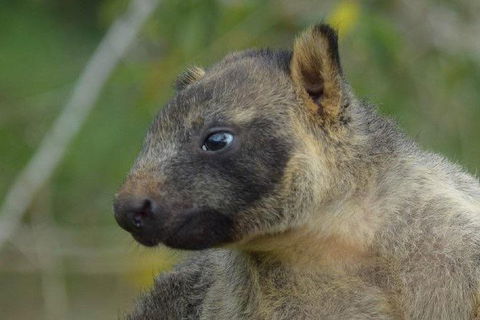 Daintree - Cape Tribulation & Atherton Tablelands Tours From Port Douglas - Accommodation Resorts 8