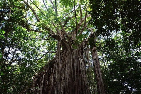 Daintree - Cape Tribulation & Atherton Tablelands Tours From Port Douglas - Accommodation Resorts 20