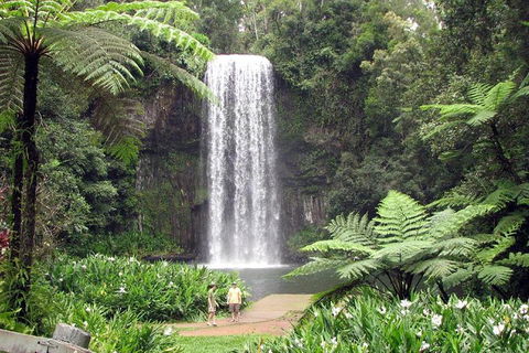 Daintree - Cape Tribulation & Atherton Tablelands Tours From Port Douglas - Accommodation Resorts 12