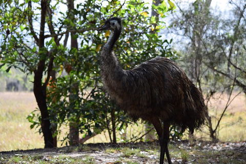 Daintree - Cape Tribulation & Atherton Tablelands Tours From Port Douglas - Accommodation Resorts 29