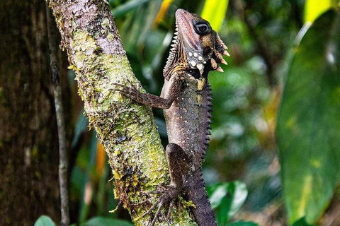 Daintree - Cape Tribulation & Atherton Tablelands Tours From Port Douglas - Accommodation Resorts 7
