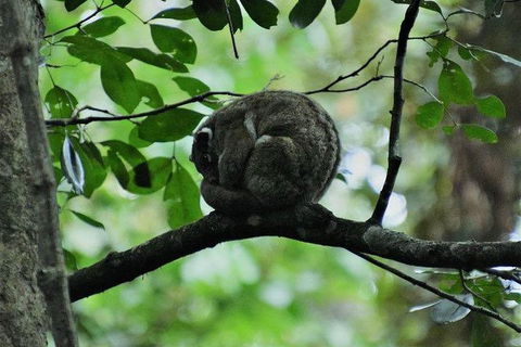 Daintree - Cape Tribulation & Atherton Tablelands Tours From Port Douglas - Accommodation Resorts 11