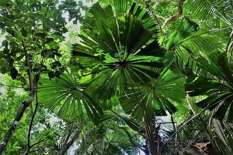 Daintree - Cape Tribulation & Atherton Tablelands Tours From Port Douglas - Accommodation Resorts 22