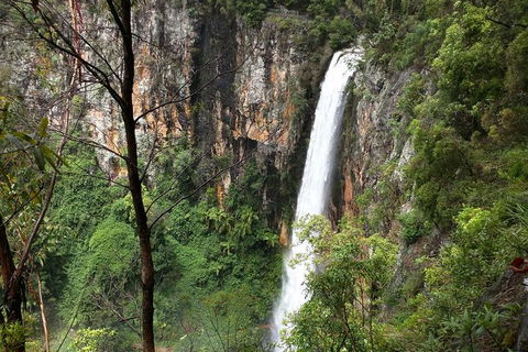 World Heritage Springbrook National Park Tour Including Natural Bridge - Accommodation Resorts 3