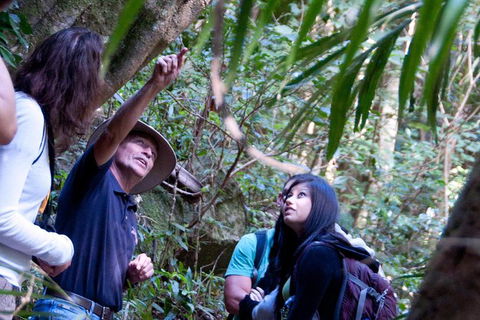 World Heritage Springbrook National Park Tour Including Natural Bridge - Accommodation Resorts 7
