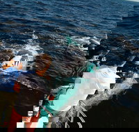 Half-Day Whale Watching and Canal Cruise from Surfers Paradise - Accommodation Resorts