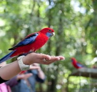 Springbrook National Park Discovery Full-Day Bushwalking Tour - Accommodation Resorts