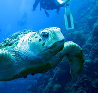 Scuba Dive the S.S. Yongala Wreck on the Great Barrier Reef. - Accommodation Resorts