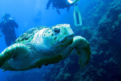Scuba Dive The S.S. Yongala Wreck On The Great Barrier Reef. - Accommodation Resorts 0