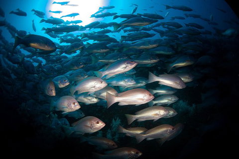 Scuba Dive The S.S. Yongala Wreck On The Great Barrier Reef. - Accommodation Resorts 7