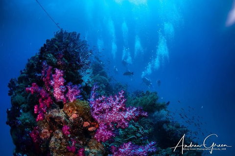 Scuba Dive The S.S. Yongala Wreck On The Great Barrier Reef. - Accommodation Resorts 2