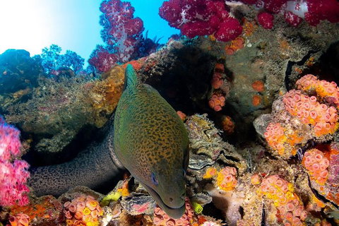 Scuba Dive The S.S. Yongala Wreck On The Great Barrier Reef. - Accommodation Resorts 6