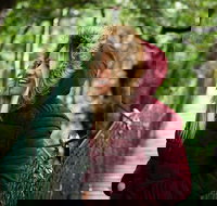 O'Reilly's  Lamington National Park incl. Alpaca Farm  Vineyard - Accommodation Resorts