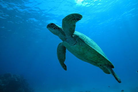 Great Barrier Reef Dive And Snorkel Cruise From Mission Beach - Accommodation Resorts 7