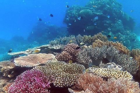 Great Barrier Reef Dive And Snorkel Cruise From Mission Beach - Accommodation Resorts 4