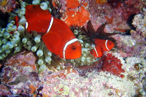 Great Barrier Reef Dive And Snorkel Cruise From Mission Beach - Accommodation Resorts 6