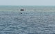 Great Barrier Reef Cruise From Townsville Or Magnetic Island - thumb 2