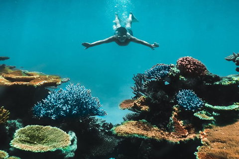 Great Barrier Reef Cruise From Townsville Or Magnetic Island - Accommodation Resorts 11
