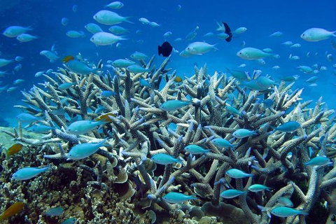 Great Barrier Reef Cruise From Townsville Or Magnetic Island - Accommodation Resorts 14