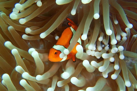 Great Barrier Reef Cruise From Townsville Or Magnetic Island - Accommodation Resorts 9