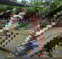 Hartley's Crocodile Adventures Day Trip from Cairns - Accommodation Resorts